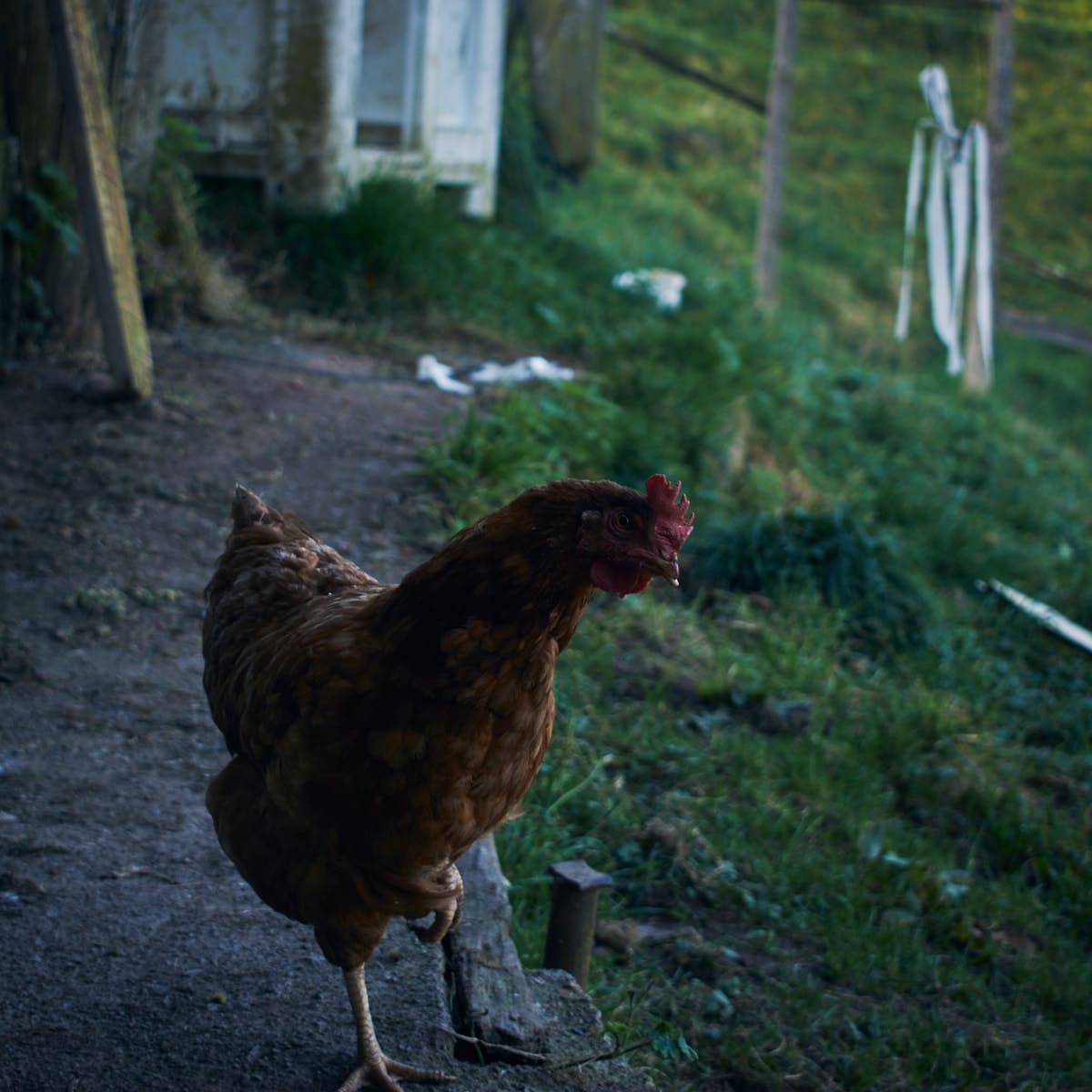*Cloti, one of the laying hens. She doesn’t like people much, but she does like the camera.*