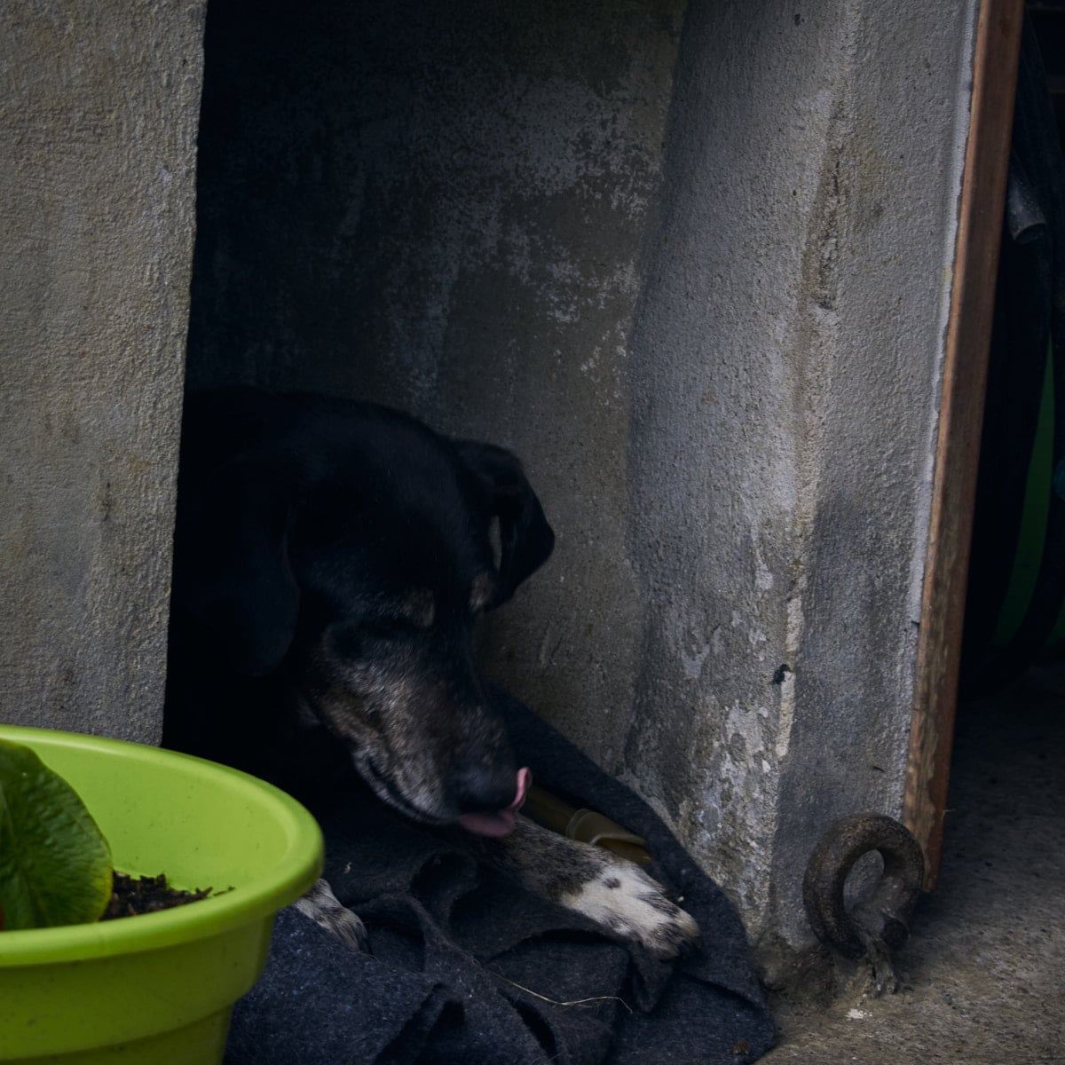*Curro, living the retired life. Not a common end for a boar hunting hound.*